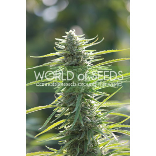 WOS Colombian Gold Seeds Pure Origin Collection Seeds 12er