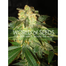 WOS Pakistan Ryder Seeds AUTO Autoflowering Collection...