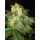 WOS Pakistan Ryder Seeds AUTO Autoflowering Collection Seeds 12er