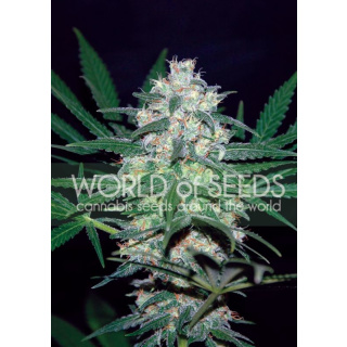 WOS Pakistan Valley Seeds Pure Origin Collection Seeds 12er