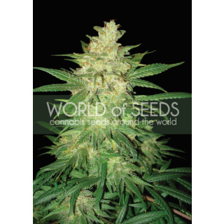 WOS Sweet Coffee Ryder AUTO Seeds Autoflowering Collection Seeds 12er