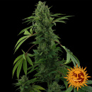 Barneys Farm - Pineapple Express Hanfsamen -...