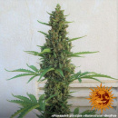 Barneys Farm - Pineapple Express Hanfsamen -...