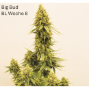Big Bud Hanfsteckling