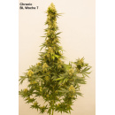 Chronic Hanfsteckling