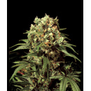 Green House Seeds - Kalashnikova Hanfsamen - 3 Stk...