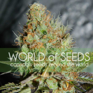 WOS Afghan Kush Special Seeds Diamond Collection