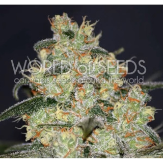 WOS Madness Seeds Diamond Collection