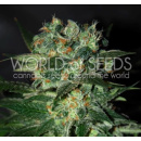 WOS Stoned Inmaculated Seeds Diamond Collection
