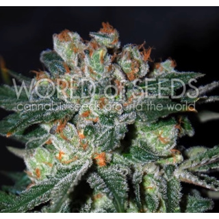 WOS Obsession Seeds Diamond Collection