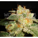 WOS Privilege Seeds Diamond Collection 7er Packung...