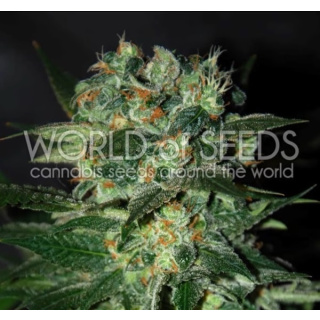 WOS Stoned Inmaculated Seeds Diamond Collection 7er Packung feminisiert