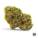 Bulk Seed Bank - Auto AK Hanfsamen - 5 Stk auto-feminisiert