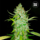 Bulk Seed Bank - Auto AK Hanfsamen - 10 Stk auto-feminisiert