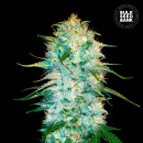 Bulk Seed Bank - Auto Amnesia Platinum Hanfsamen - 5 Stk...