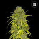 Bulk Seed Bank - AK Hanfsamen - feminisiert