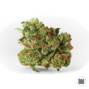 Bulk Seed Bank - AK Hanfsamen - feminisiert