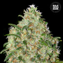 Bulk Seed Bank - Amnesia Platinum Hanfsamen - feminisiert