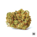 Bulk Seed Bank - Amnesia Haze Hanfsamen - 5 Stk feminisiert