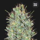 Bulk Seed Bank - Amnesia Haze Hanfsamen - 10 Stk feminisiert