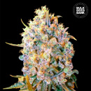 Bulk Seed Bank - Bigger Bud Hanfsamen - 5 Stk feminisiert