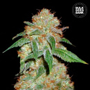 Bulk Seed Bank - Dark Domina Hanfsamen - 10 Stk feminisiert