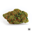 Bulk Seed Bank - Dark Domina Hanfsamen - 10 Stk feminisiert