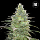 Bulk Seed Bank - Blueberry Berry Hanfsamen - feminisiert