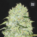 Bulk Seed Bank - Bubblegum Extra Hanfsamen - feminisiert