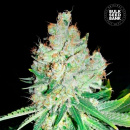 Bulk Seed Bank - Cheese Hanfsamen - feminisiert