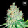 Bulk Seed Bank - Cheese Hanfsamen - feminisiert
