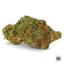 Bulk Seed Bank - Chronical Hanfsamen - 5 Stk feminisiert