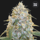 Bulk Seed Bank - Cocopopo Hanfsamen - feminisiert