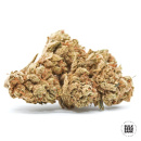 Bulk Seed Bank - Cocopopo Hanfsamen - feminisiert