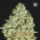 Bulk Seed Bank - Critical Hanfsamen - 5 Stk feminisiert