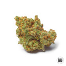 Bulk Seed Bank - Critical Mass Hanfsamen - feminisiert