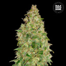 Bulk Seed Bank - Dubai Poison Hanfsamen - feminisiert