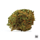 Bulk Seed Bank - Dubai Poison Hanfsamen - feminisiert