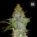 Bulk Seed Bank - Euforia Special Hanfsamen - feminisiert