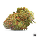 Bulk Seed Bank - Euforia Special Hanfsamen - feminisiert