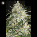 Bulk Seed Bank - Grapefruit Hanfsamen - feminisiert