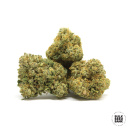 Bulk Seed Bank - Good Wild Shark Hanfsamen - feminisiert