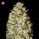 Bulk Seed Bank - Nepal Gold Hanfsamen - feminisiert