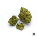 Bulk Seed Bank - Nepal Gold Hanfsamen - feminisiert