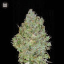 Bulk Seed Bank - Jack Hair Hanfsamen - 5 Stk feminisiert