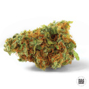 Bulk Seed Bank - Jack Hair Hanfsamen - 10 Stk feminisiert