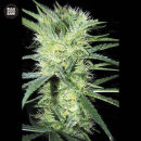 Bulk Seed Bank - K2 Hanfsamen - feminisiert