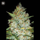 Bulk Seed Bank - Kalis Mistery Hanfsamen - feminisiert