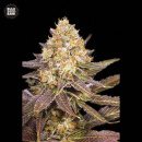 Bulk Seed Bank - Lavender Best Hanfsamen - feminisiert
