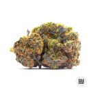 Bulk Seed Bank - Lavender Best Hanfsamen - feminisiert